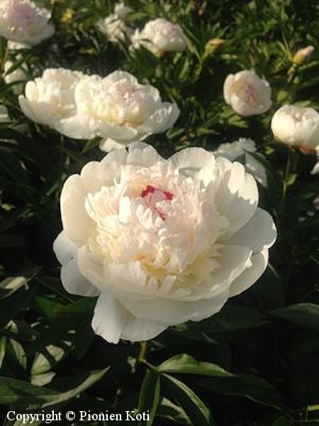 Paeonia lactiflora 'Pecher', kiinanpioni
